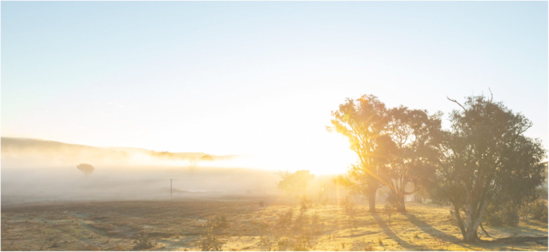 An out-of-focus photo of an Australian landscape